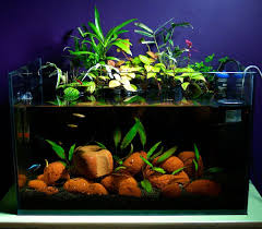 Riparium Aquascape Tank I Inspiration