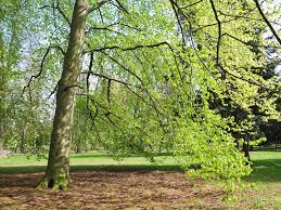 Welcome to the famous dave's garden website. European Beech Plant Care Growing Guide