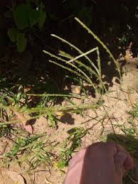 Image result for Digitaria milanjiana