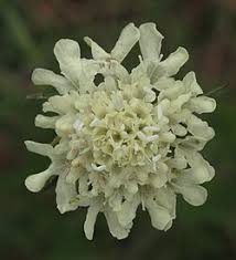 Image result for Scabiosa drakensbergensis