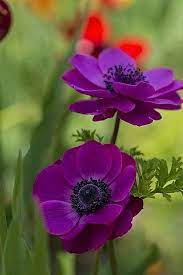 Pin By Sahar Fah On Sahara Fah Beautiful Flowers Anemone Flower Flowers