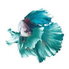 Betta are an easily kept aquarium fish, and average at 2 and 1/2 to 3 inches in body length (tail fin length varies, with some specimens reaching 4 inches in total length). The Fascinating Origin Of Betta Fish And Other Fun Betta Facts