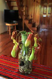 Pitcher Plant Farm Pitcher Plant Carnivorous Plants Care Carnivorous Plants Terrarium
