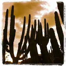 How does a cactus live without water? Tequila Is Not Made From A Cactus But Cactus Does Grow In Tequila Tequila Favorite Drinks Photo