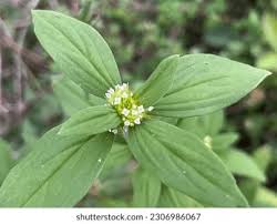 Image result for Spermacoce perennis