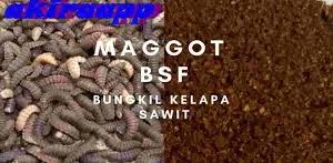Maybe you would like to learn more about one of these? Budidaya Maggot Bsf Latest Version For Android Download Apk
