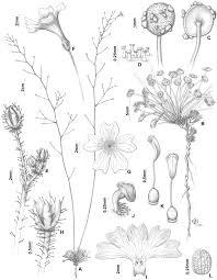 Image result for Crepidorhopalon droseroides