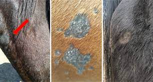 Vets Corner Identifying And Treating Ringworm Harness Racing Victoria