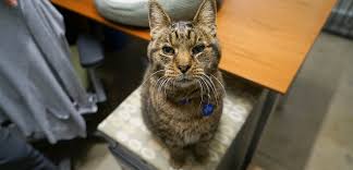 Listen, kitten, get this clear, this is my chair. Once A Victim Of Hoarding Senior Cat Now Lives In His Perfect Home Aspca