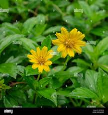 Image result for Guizotia