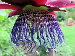 Pets know and want us to accept this fact as hard as it may be for us to do so. 6 Legal Herbs For Shamanic Journeying Healing Herbs Healing Inspiration Herbs For Health