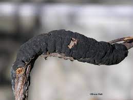 Black Knot Of Plum And Cherry Cooperative Extension Insect Pests Ticks And Plant Diseases University Of Maine Cooperative Extension