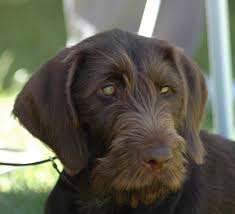 We did not find results for: Huntwyre German Wirehaired Pointers German Wirehaired Pointer German Shorthaired Pointer Dog German Shorthaired Pointer