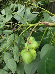 Image result for Hevea