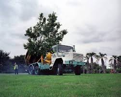 The tree will still be dormant, and once you transplant it, then it will have perfect temperatures and rains to help it along. Tree Moving Any Size Tree Hedge Or Shrub Moved Ruskins Trees