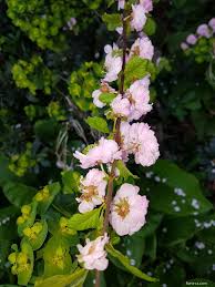 Image result for mandloň trojlaločná