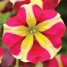 Plant stems provide support for the plant and allow nutrients and water to flowers are the sites of sexual reproduction in flowering plants. Amore Queen Of Hearts Petunia Plants For Sale Free Shipping