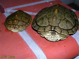 How to know if your cat is female? Turtle Faq S Central Mississippi Turtle Rescue