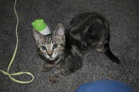 Here are a few tips to help kitten teething and stop misdirected kitten biting. How To Get A Kitten To Stop Chewing Cords