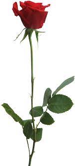 Red Rose Png Red Rose Png Red Roses Rose Images