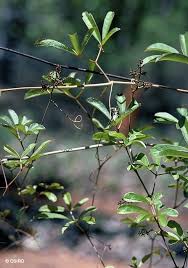 Image result for Ampelocissus