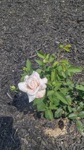 Maybe you would like to learn more about one of these? Belinda S Blush