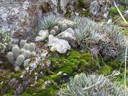 Itching may recur up to a year later without a visible rash. Plantfiles Pictures Agave Species Fairy Ring Agave Miniature Century Plant Silver Dollar Agave Toumey Agave Agave Toumeyana Var Bella By Xenomorf