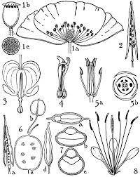 Image result for Fumariaceae