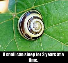 Snail Snail Shell Animal Facts