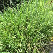 Image result for Sorghastrum