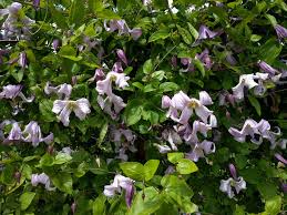 Image result for Clematis dolichopoda
