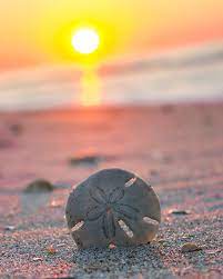 Look for round patches or depressions in the sand; How To Find Sand Dollars Island Life Nc