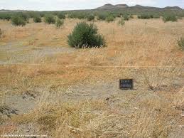 Image result for Schmidtia kalahariensis