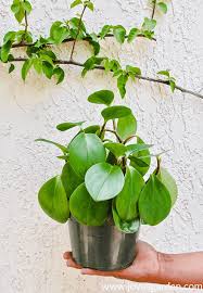 Rate, share & enjoy the. How To Plant Baby Rubber Plant Cuttings Joy Us Garden