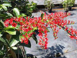 Image result for Combretum fuscum