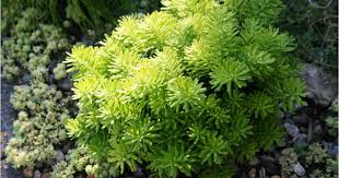 This contrasts with the rest of the temperate and tropical forests of the world where. Conifers And Companion Planting American Conifer Society