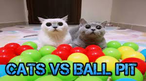 kediler vs top havuzu cats vs ball pit kedi hayvanlar evcil hayvanlar