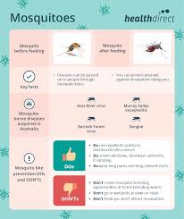 Acting on behalf of the council of australian governments, healthdirect australia provides all australians free access to health information and . Healthdirect Australia Mosquitoes Cause Itchy Bites But Severe Allergic Reactions Are Rare Most Mosquito Bites Can Be Managed By Washing The Area With Soap And Water And Applying An Antiseptic Read