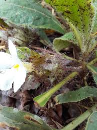 Image result for Crabbea velutina