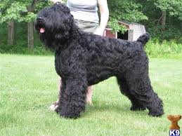 Black Russian Terrier Black Russian Terrier Dog Breeds Rare Dog Breeds