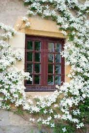 We did not find results for: Coconut Lagoon Rare Grafted White Climbing Jasmine Healthy Live Plant Buy Online In China At China Desertcart Com Productid 178426502