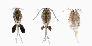 Benefits of Live Copepods - Algae Depot®