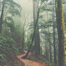 Beautiful Foggy Hike On The Wildwood Trail In Forest Park Photo By Jess Pdx On Instagram Forest Park Portland Visit Oregon Forest Park