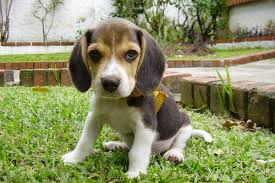 Animals available for adoption (except love train puppies) are on this page which is updated every 15 minutes. Too Cute To Be True Bbb Warns Of Fraudulent Beagle Puppy Ads Online Surrey Now Leader
