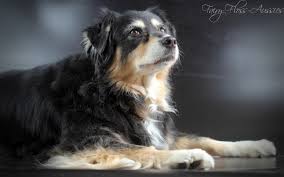 It's a little known fact that mini aussie shepherds are also called miniature american shepherds. Mini Aussie Zuchter Mini Aussie Welpen Fairy Floss Mini Aussies Miniature Australian Shepherd