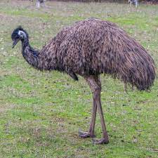 Pin By Therese Nelson On Birds Kangaroo Island Habitats Kings Island