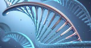 A genetically modified organism (gmo) is an animal, plant, or microbe whose dna has been altered using genetic engineering techniques. Genetic Modification Wur