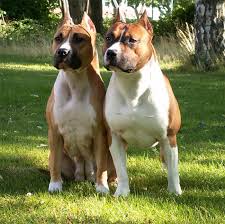 The american staffordshire terrier and the american pitbull terrier, are both considered pitbull type dogs, or bully breeds. as such, you'll soon learn that there are a number of similarities between them. 9 American Stafford Shire Terrior Ideas Miss My Dog American Staffordshire Terrier American Pitbull Terrier