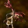 Kaum eine pflanze blüht schöner als die amaryllis. 1