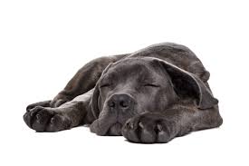 Cane corso alimentazione alimento asciutto. Cane Corso Zooplus Magazine Per Cani